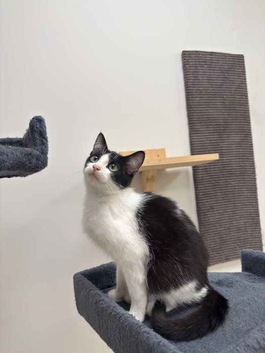 Aron - towarzyski, młody kot do adopcji!