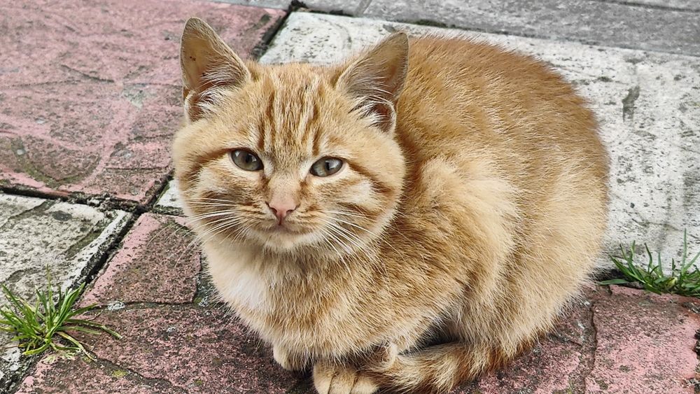 Кошенята, дівчинка і хлопчик