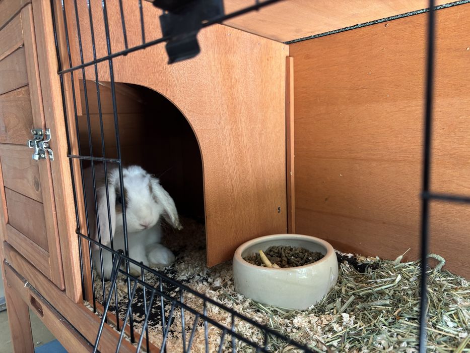 Kit coelho anao mini lop bellier