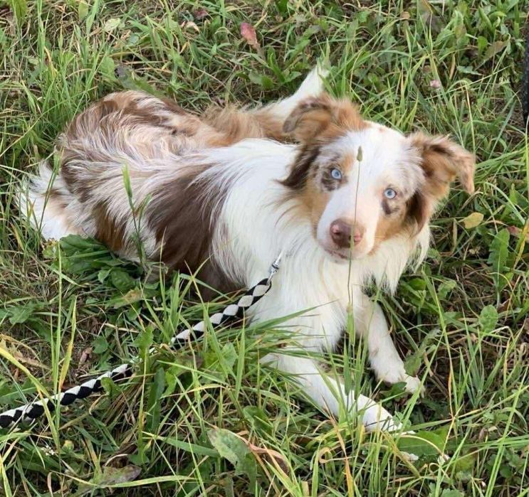 Border Collie FCI chłopak blue merle tri