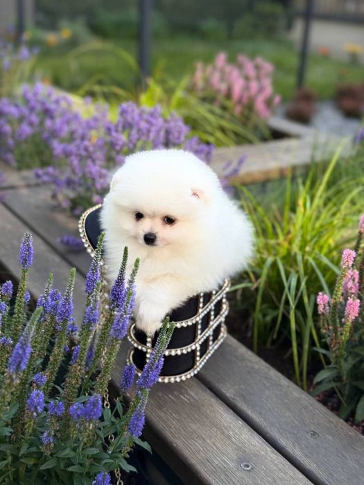 Szpic miniaturowy chlopak Toy White