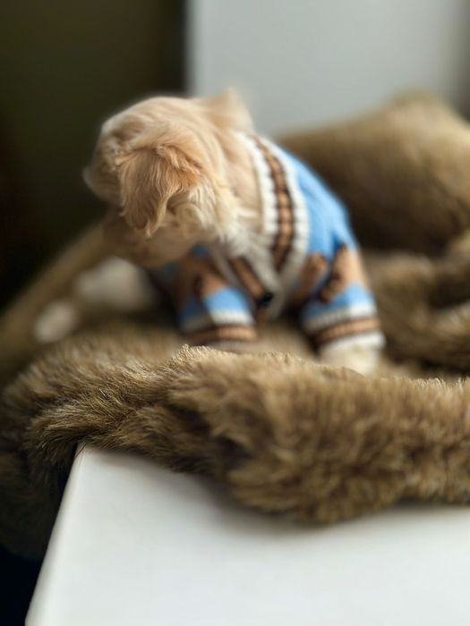 Кукольні щеночки Мальтипу. Мальтіпу ф1 лялькові цуцики