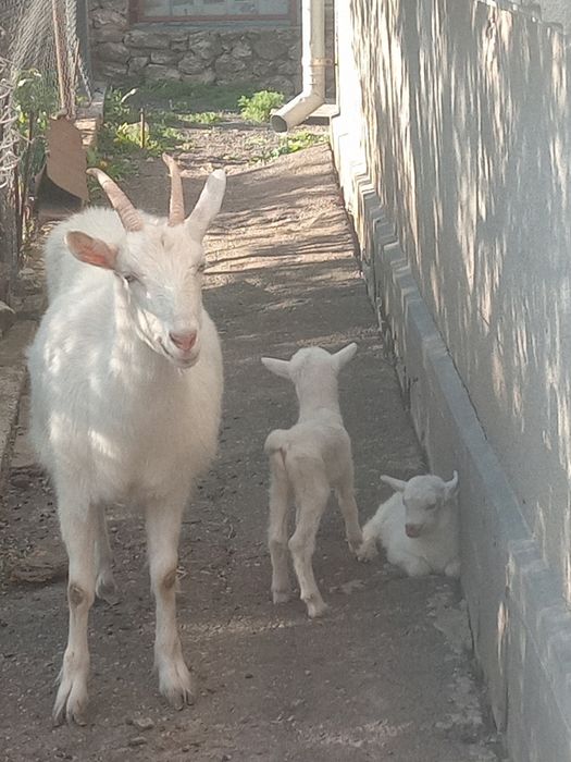 Продам дійну козу