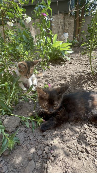 Кошенята шукають дім