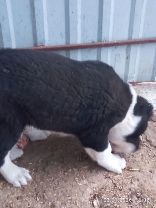 Продам алобайчиков