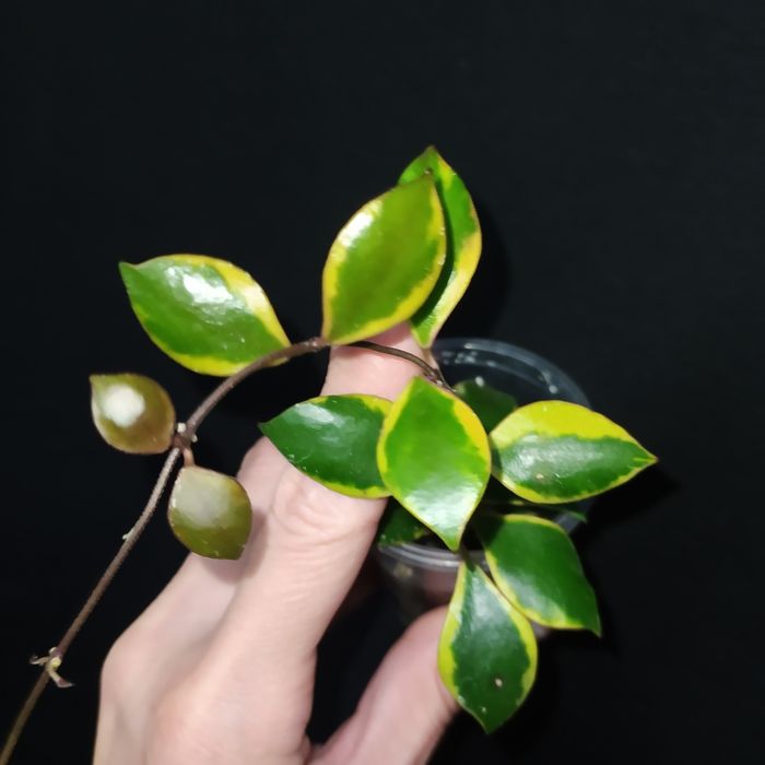Hoya bakoensis albo, lacunosa minsra, lakunosa souma, lakunosa amarillo