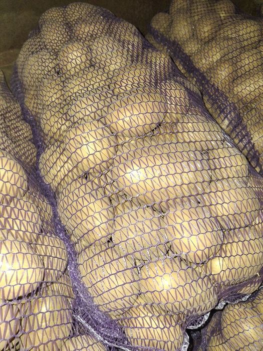 продам картоплю домашню