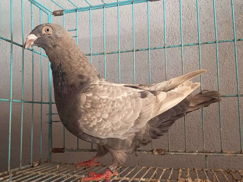 Criador lusitano , raça autóctone portuguesa
