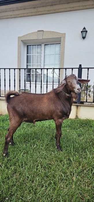 Macho Anglo Nubiana cruzado, com 10 meses
