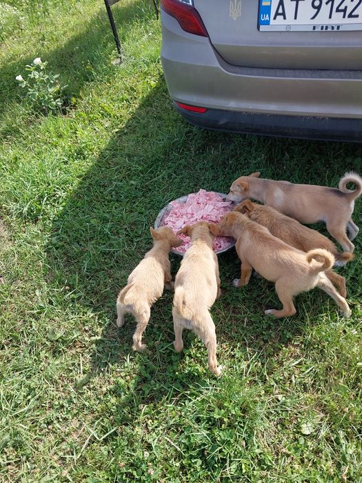 Подарую песиків!
