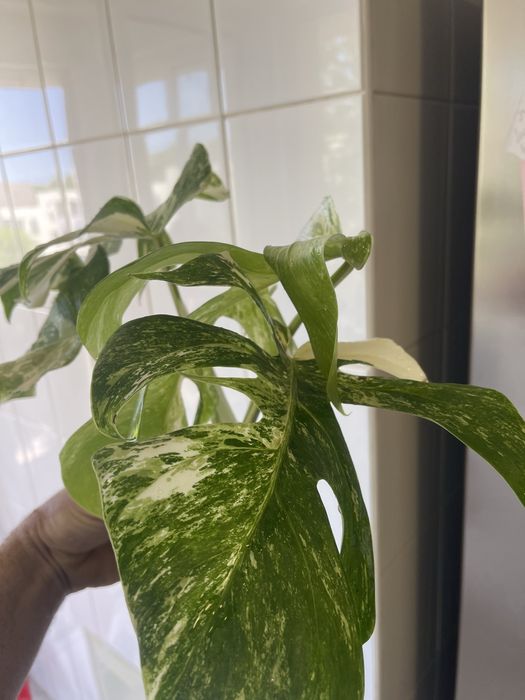 Monstera variagata