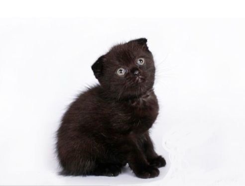 Шотландське висловухе кошення