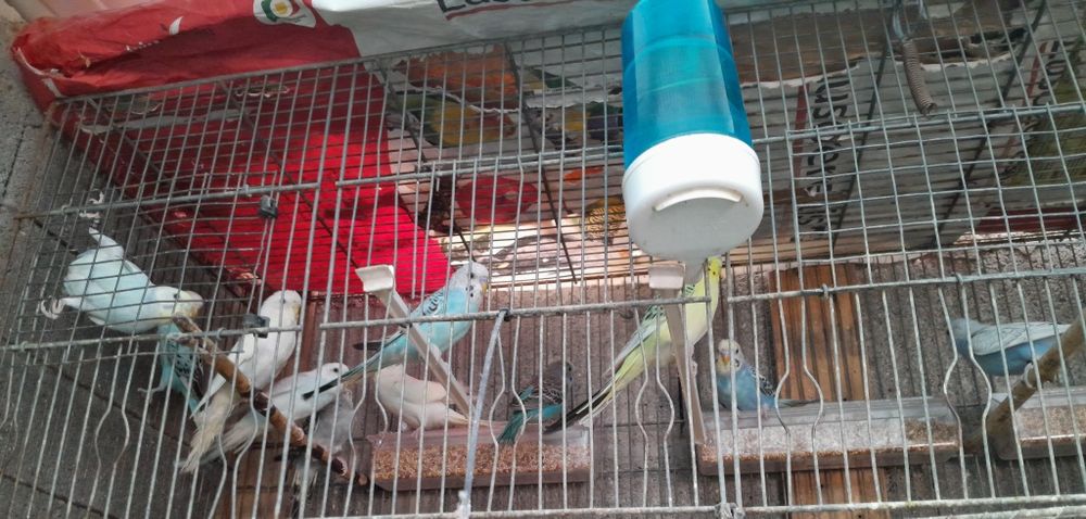 Vendo piriquitos 2025