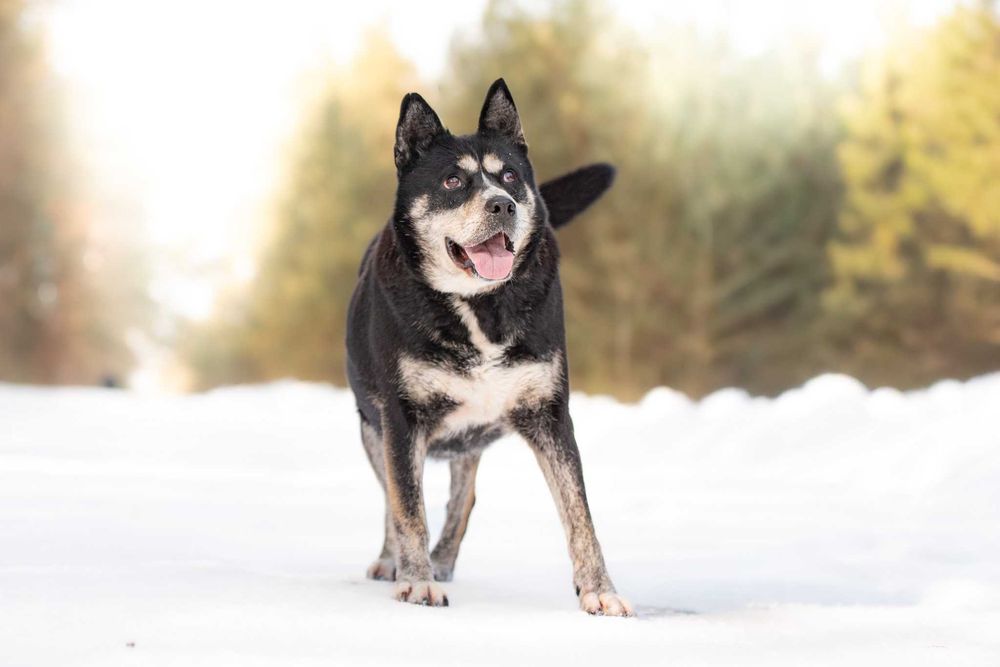 towarzyska i przytulaśna ANSIMA