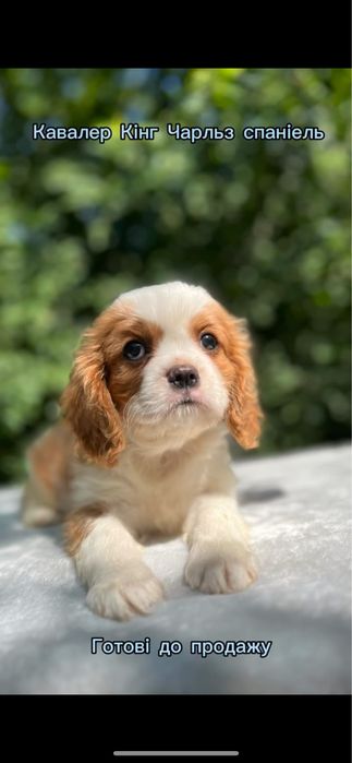 Кавалер кінг чарльз спаніель