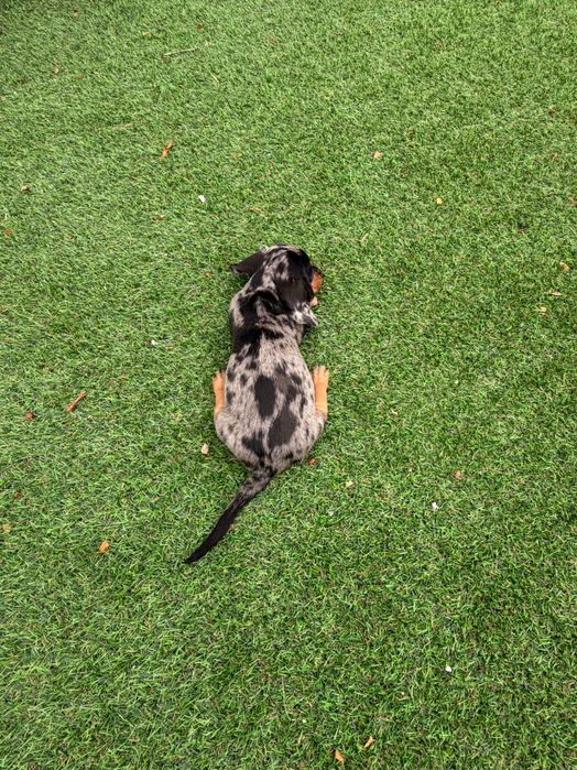 Teckel miniatura black merle.