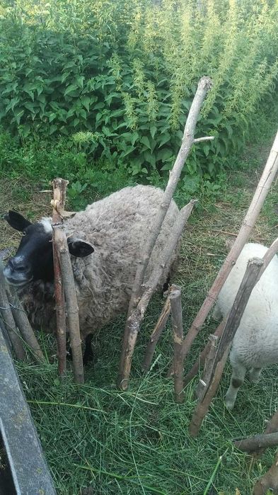 Продам домашніх баранів