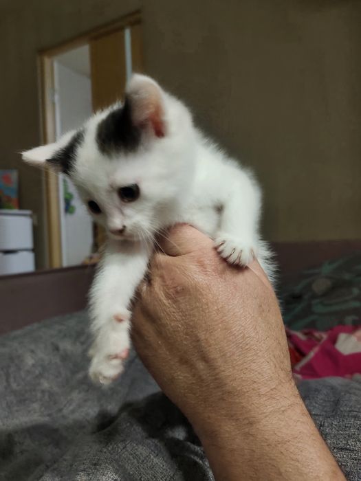 Котятя ,кошенята безкоштовно