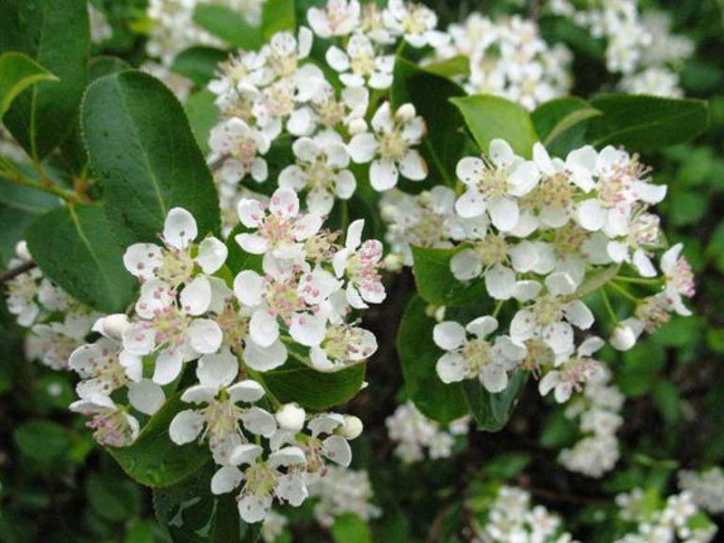 ARONIA CZARNOOWOCOWA - sadzonki 50cm w doniczkach