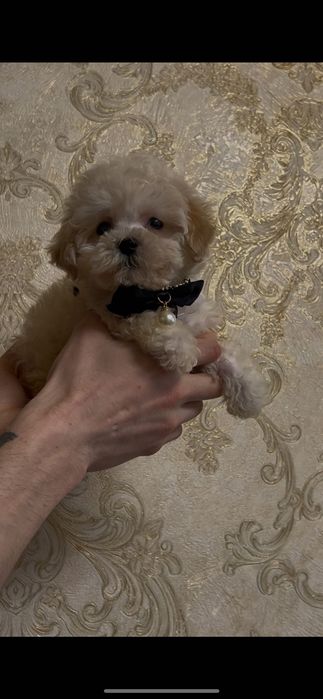 Мальтіпу хлопчик  ф2