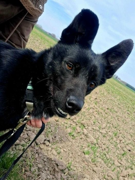Onyx- zwinny, może zamieszkać z innym psem, nadaje się do dzieci, uwielbia ruch i spacery