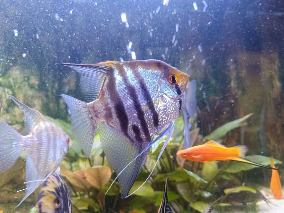 Skalar rybka akwariowa