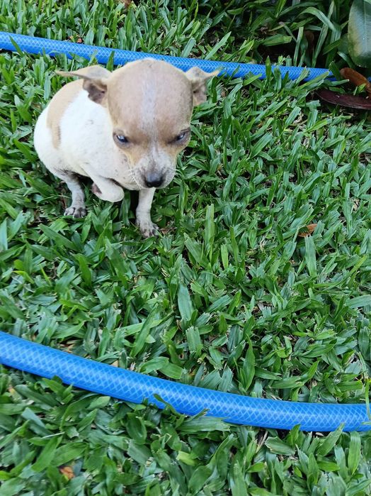 Chihuahua mini macho