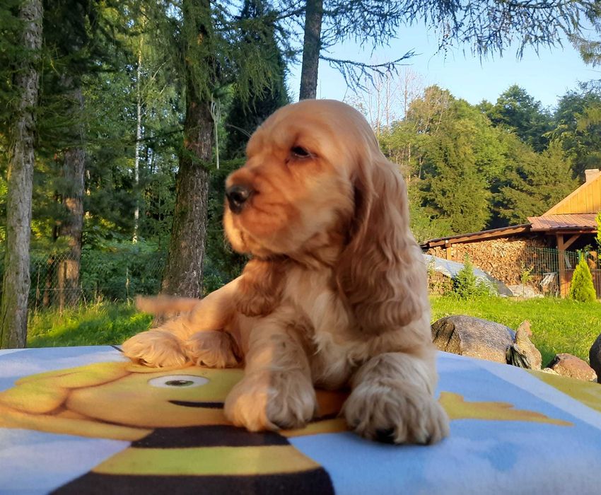 Cocker Spaniel Inglês