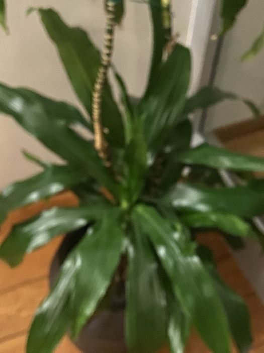 Wysoka Dracenta ponad 1m