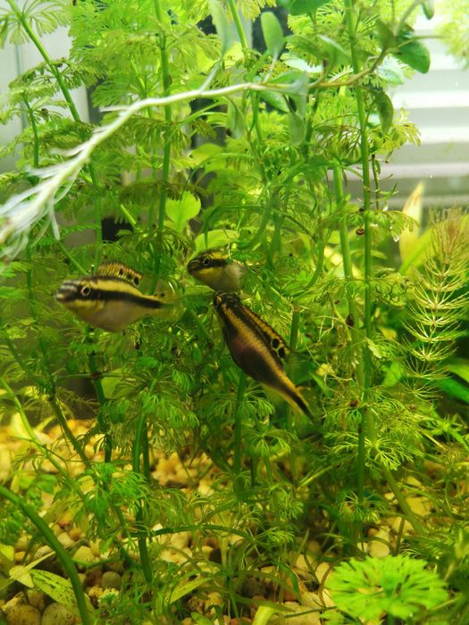 Oddam/zamienię Barwniak Czerwonobrzuchy