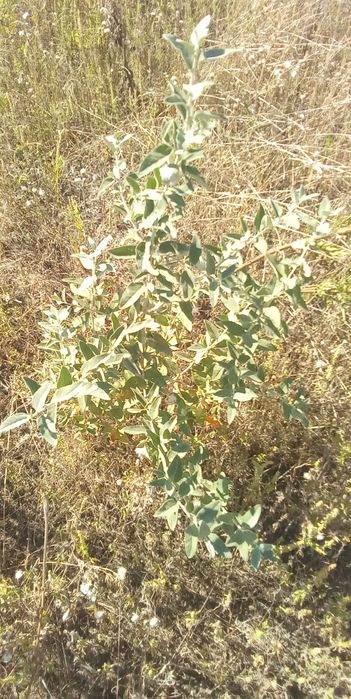 Саженцы лоха серебристого.( Маслины степной)