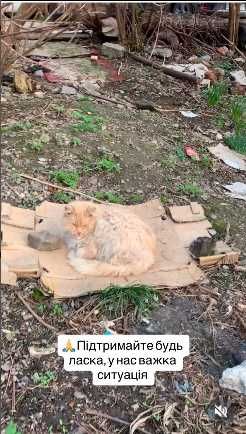 Котенок в беде, помогите