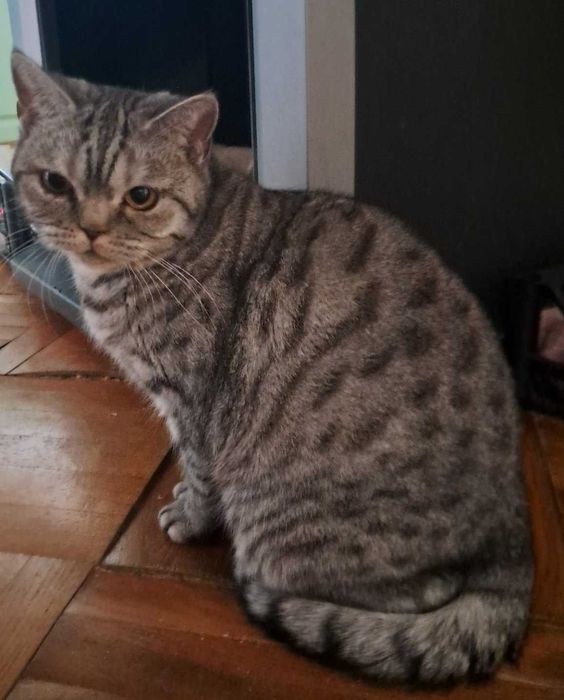 Шотландская кошечка Хлоя пугливая, тихая, добрая. Молодая, стерильна.