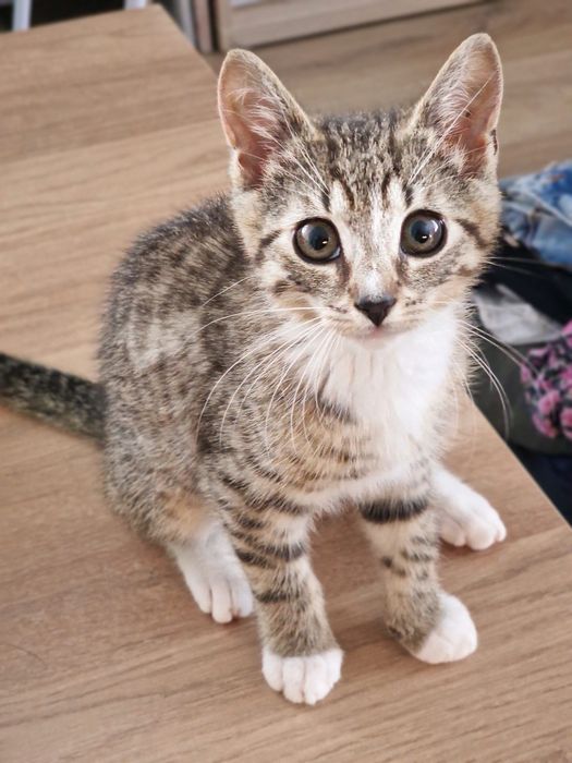 Kot Bandyta do adopcji