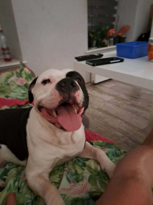 Oddam Amstaffa w dobre ręce