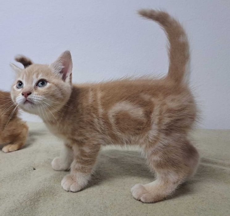 Gato British shorthair, cor creme.