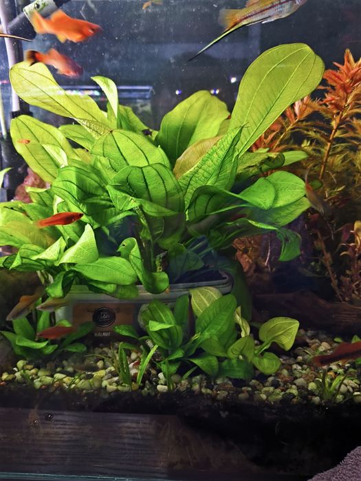 Żabienica Echinodorus harbich