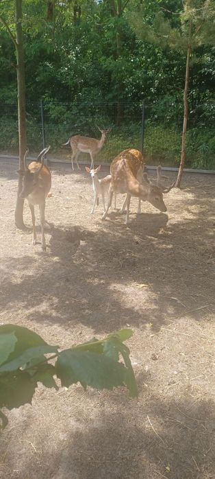 Samica Daniela łania czarna, brązowa polecam