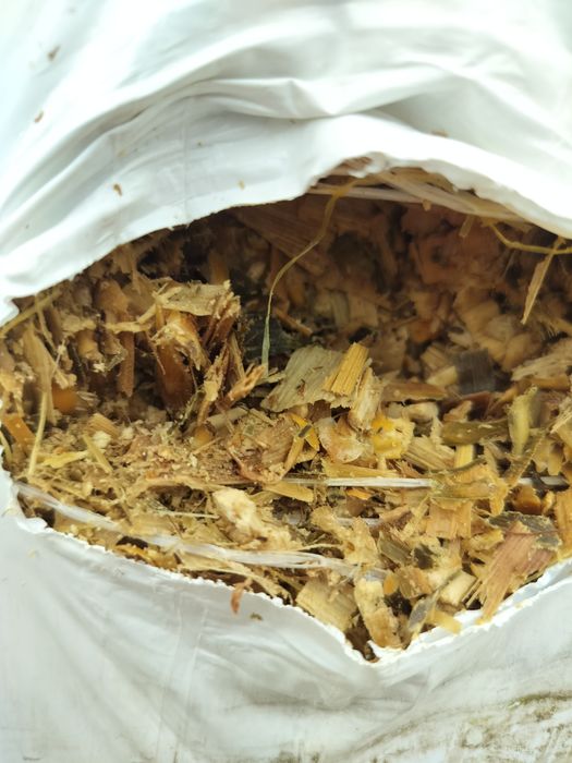 Kiszonka z kukurydzy w belach