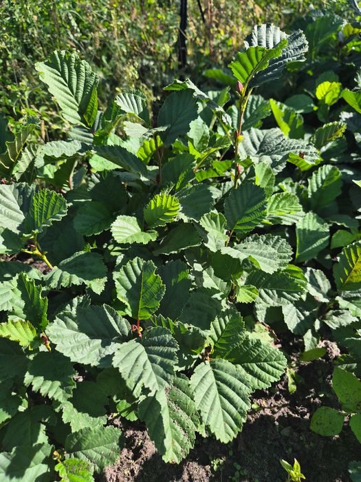 Olsza czarna sadzonki