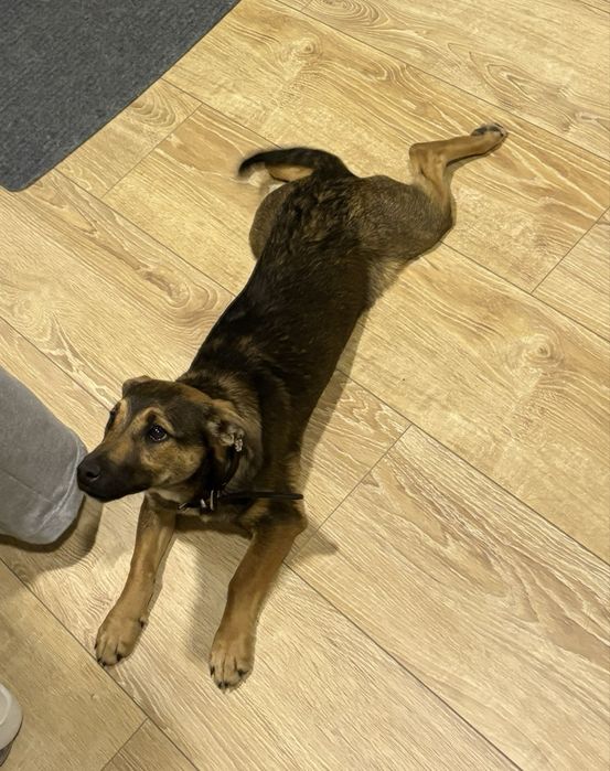 Zoja pilnie szuka domu