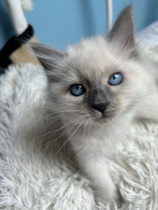Kotla Ragdoll Zyta