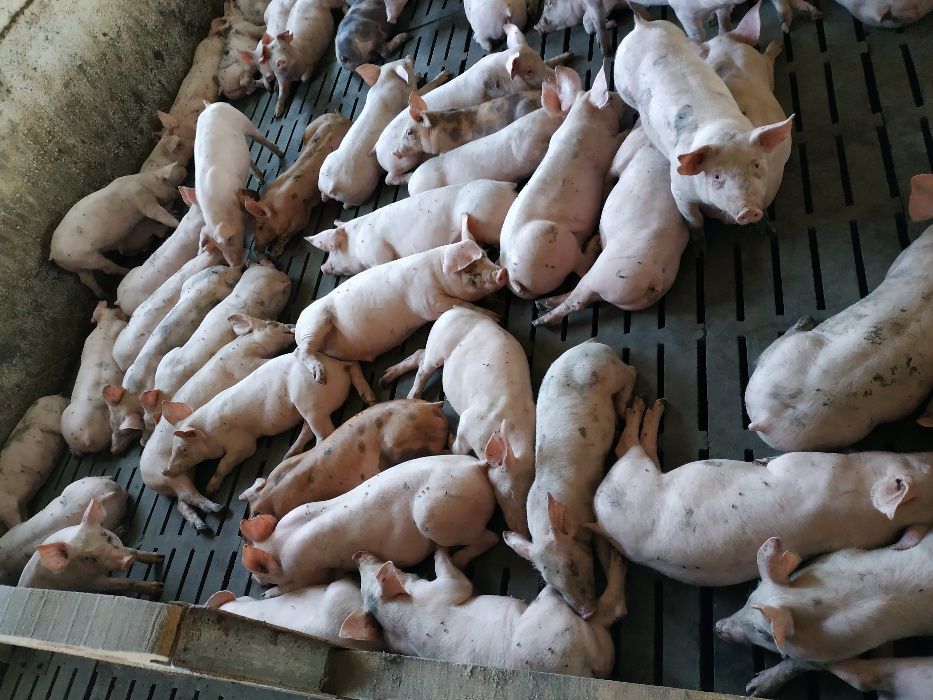 Продам мясистых поросят