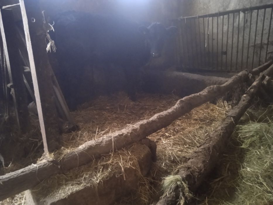 Sprzedam jałówkę  mięsna