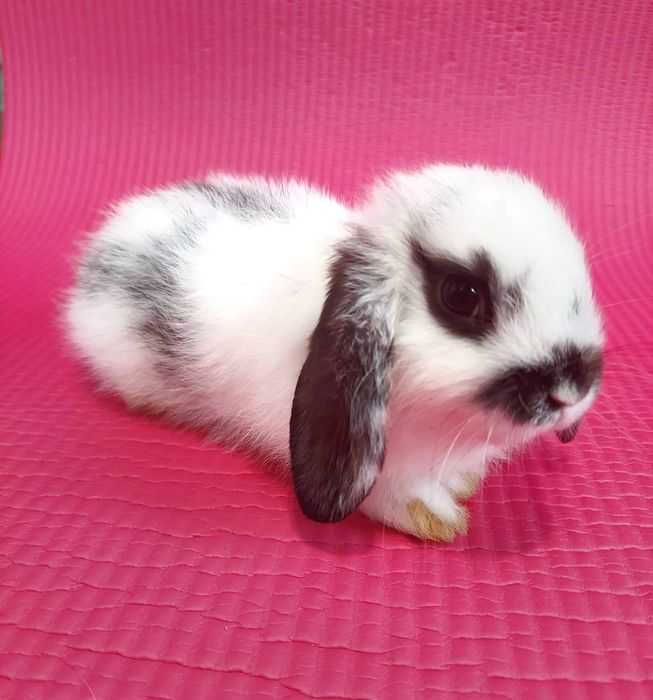 Карлікові,Декоративні кролики