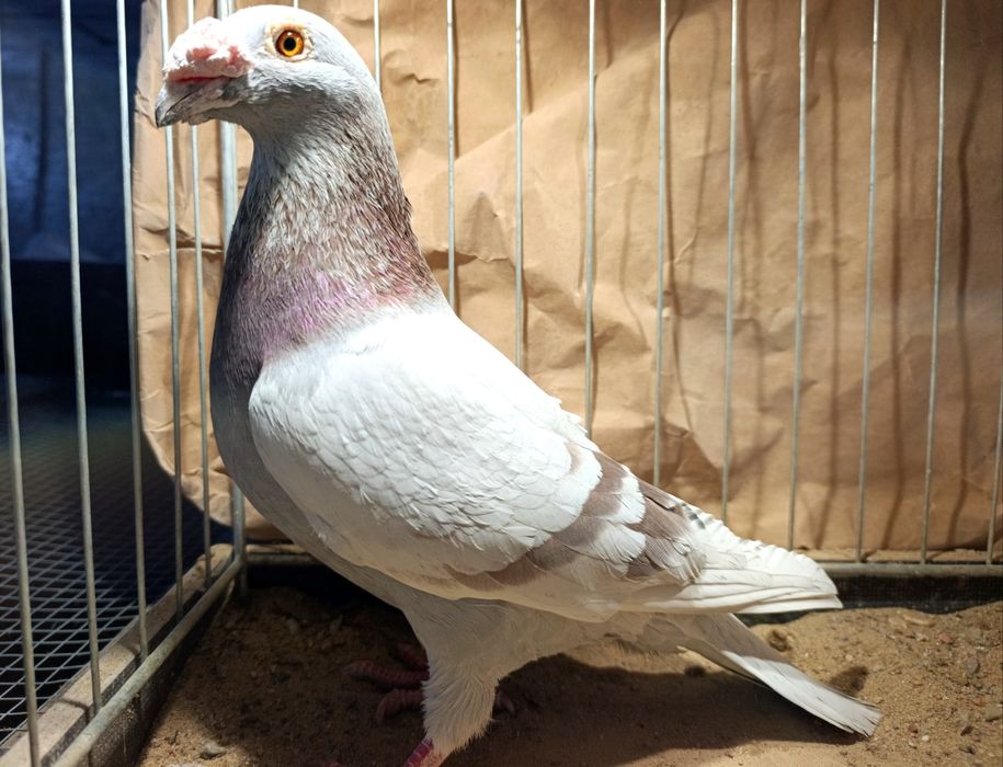 9. Samiec pocztowy staropolski 2024