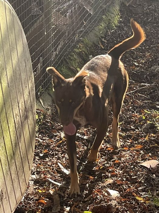 Cadela caça cor de chocolate -DÁ-SE