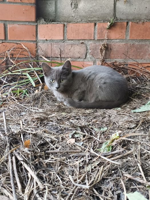 Котик шукає домівку