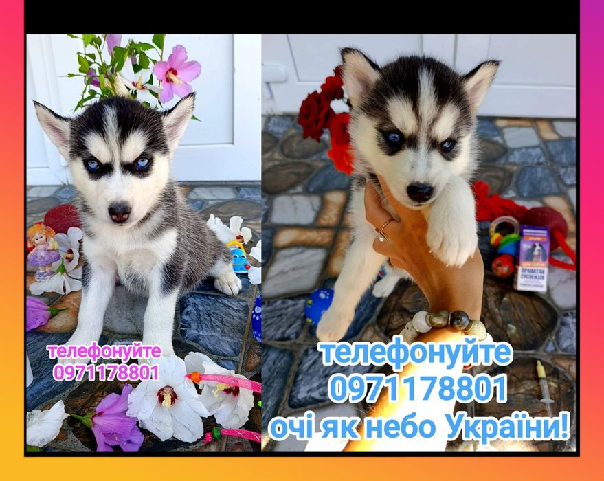 Мікрочіп та офіційний ветпаспорт від Держпродспоживслужби.