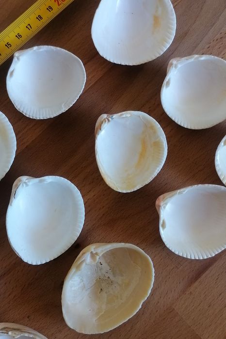 Conjunto de 12 conchas do mar